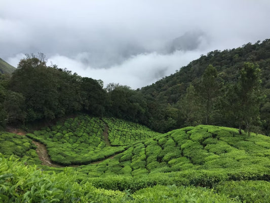 Tracing the Origins of Assam Tea: Why It’s the World’s Favourite